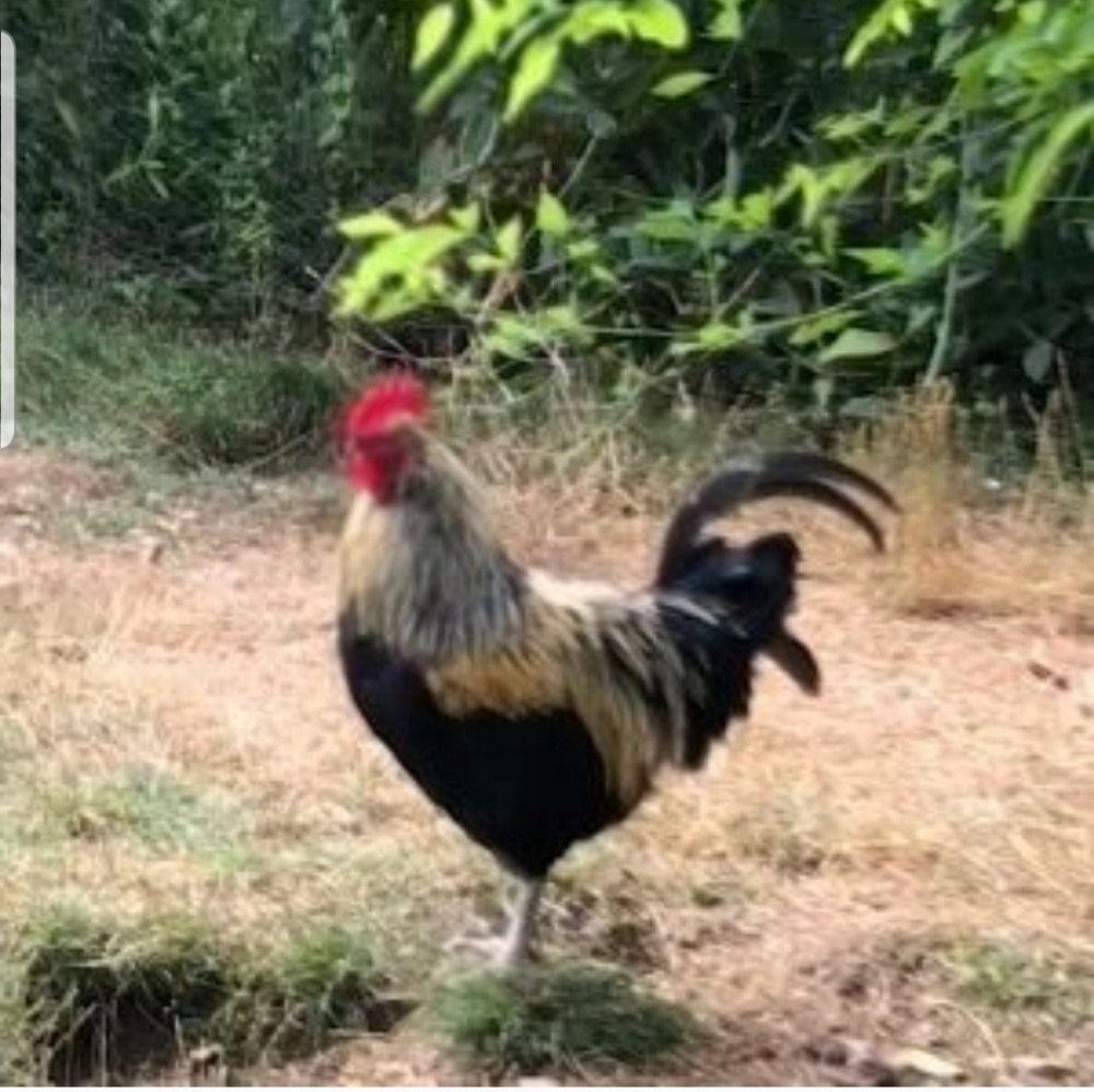 Meet your Posher, Tammy and Teresa